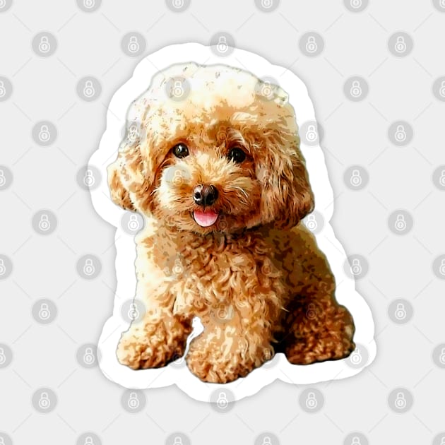 Cute mini poodle store